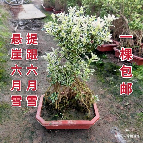 微型盆景六月雪金边六月雪
