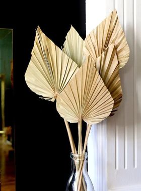 2PCS Palm Fan Leaf Dried Flower Mini Palm Leaves In Differen