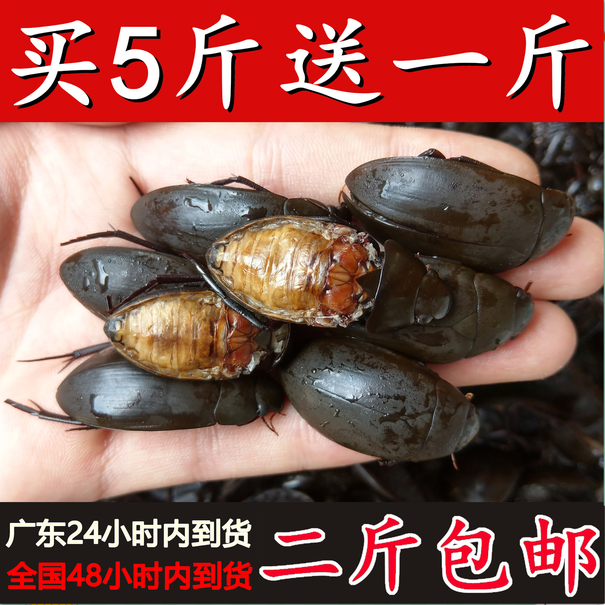 500克速冻黑龙虱水蟑螂濑尿龟水龟子活体直接速冻鱼鳖虫全国满2斤
