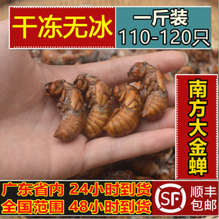 正宗金蝉新鲜速冻大金蝉小金蝉知了猴蝉蛹知了爬叉猴全国包邮