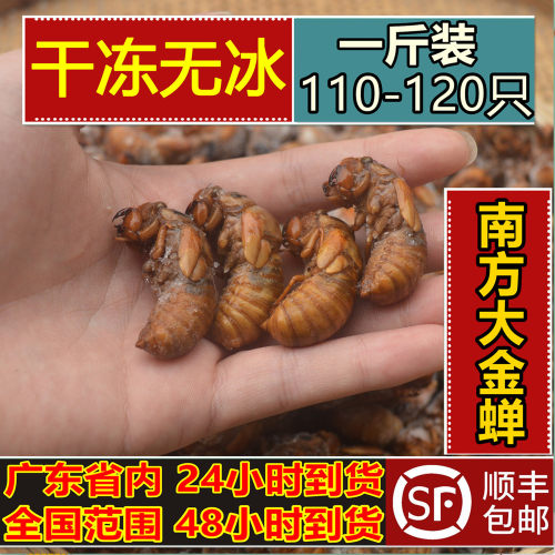 金蝉知了猴马叉猴新鲜速冻包邮