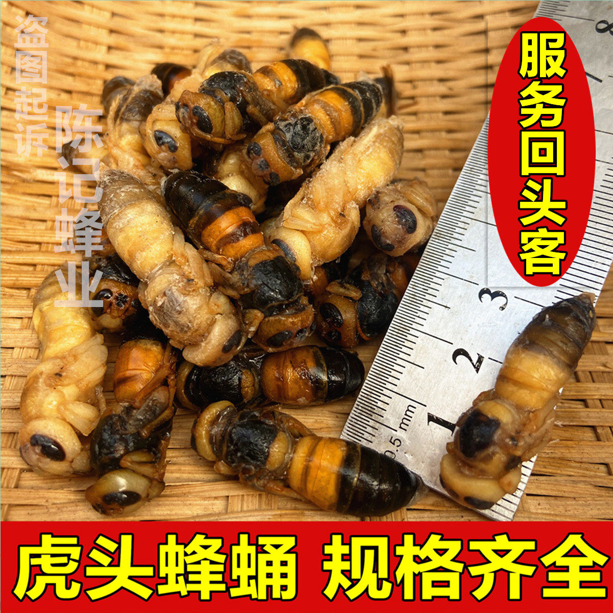 正宗4级野生虎头蜂大土蜂蜂蛹新鲜速冻4级金环黑尾红娘虎头蜂包邮