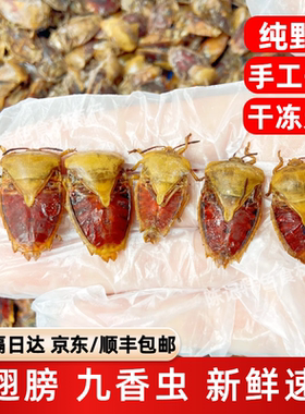 正宗云南九香虫去翅速冻臭屁虫