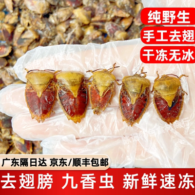 正宗云南九香虫去翅速冻臭屁虫