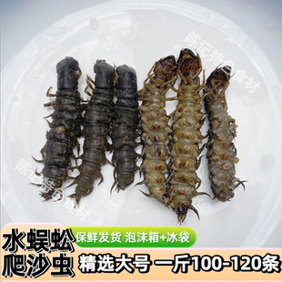 冷冻正宗水蜈蚣爬沙虫新鲜速冻正品虾巴虫沙虫农产品昆虫标本材料