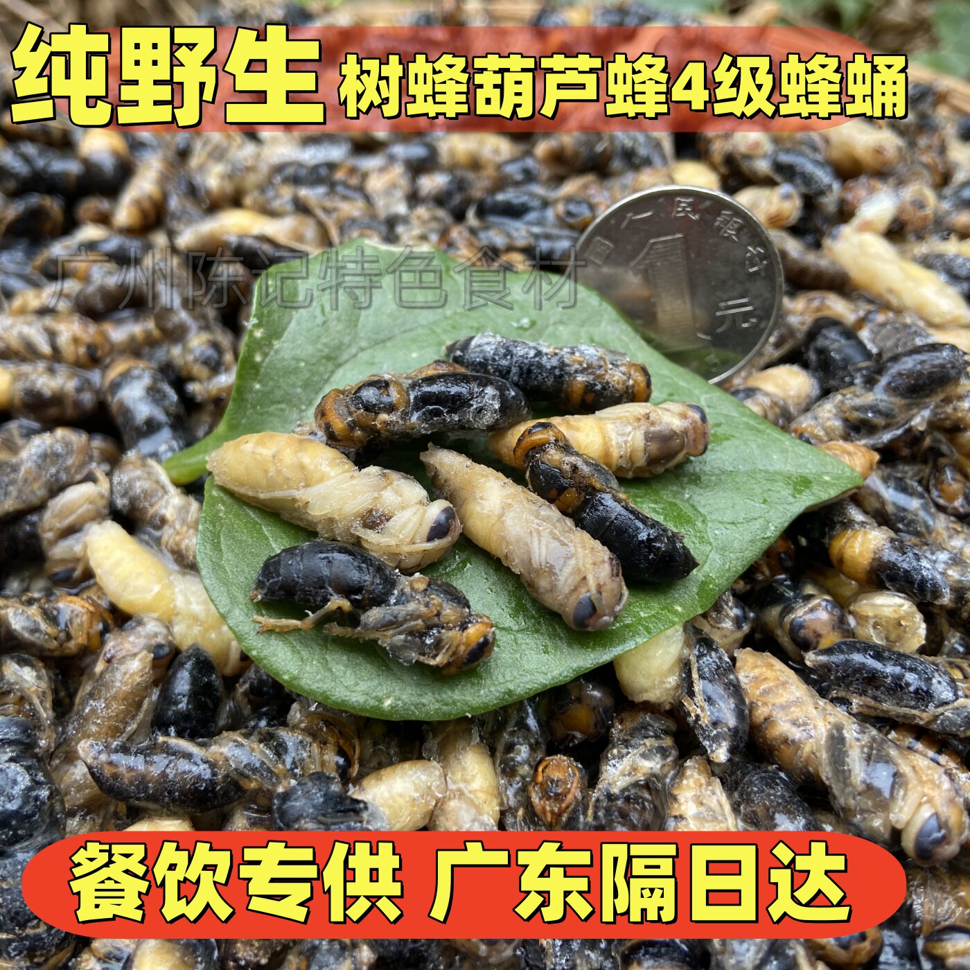 正宗四级蜂蛹新鲜冷冻食用昆虫