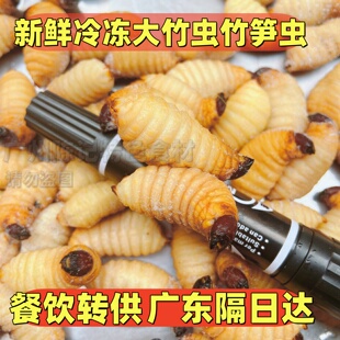 1斤速冻大竹虫竹笋虫竹蛹竹蛆笋蛆笋子虫生鲜速冻昆虫标本材料