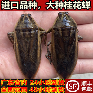 冷冻广东桂花蝉大种桂花蝉水蟑螂大田鳖水知了钟村三宝昆虫标本