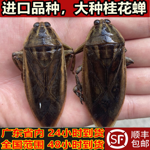 广东本地桂花蝉大种桂花蝉大田鳖