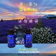 新疆伊犁六十五团植物薰衣草精油30ml滋养刮痧按摩推背香薰 包邮