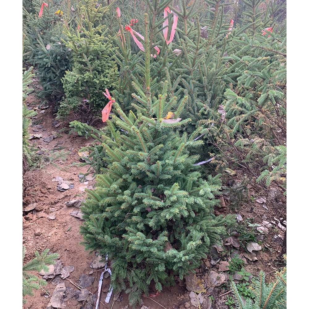 绿化苗木美国蓝杉树苗科罗拉多北美云杉高档庭院室内盆栽圣诞树