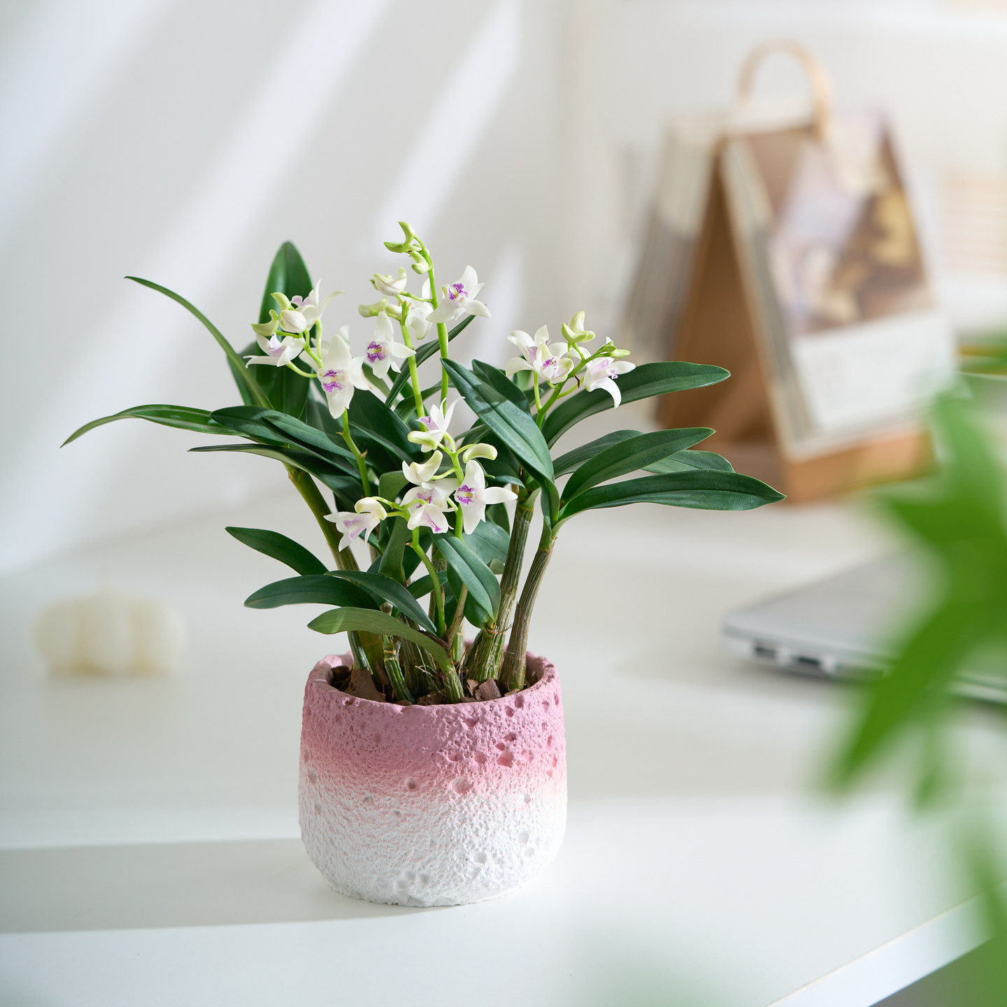 香水石斛兰淡香带花苞办公室内窗台迷你花卉盆栽室内绿植懒人摆件