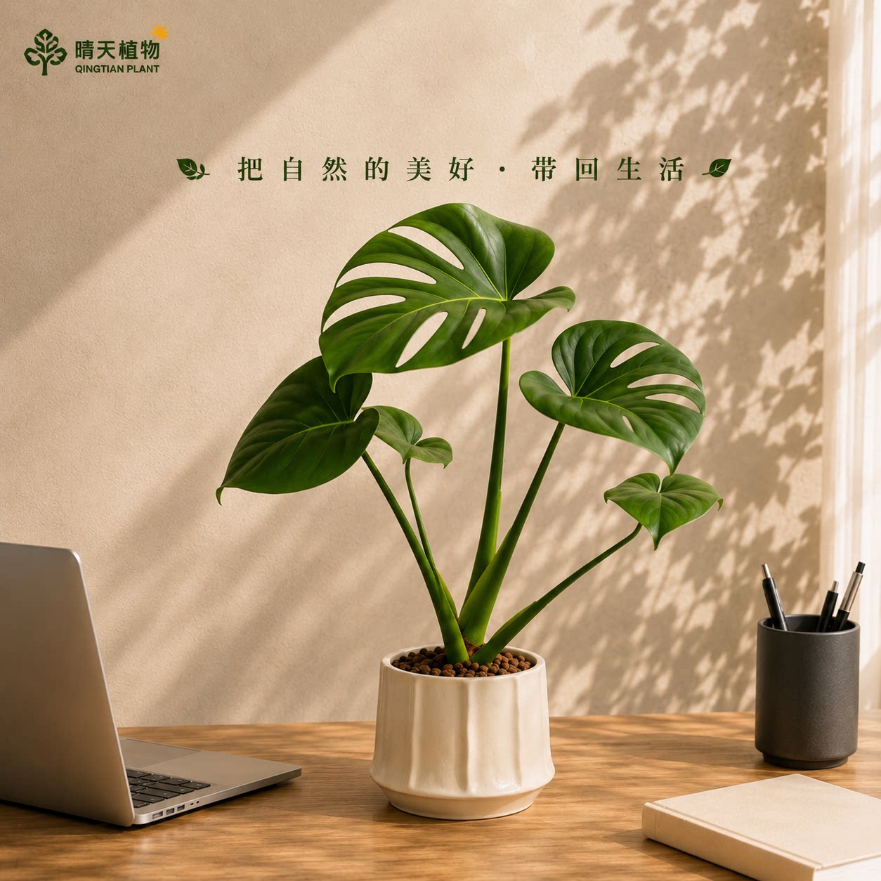 龟背竹盆栽好养活绿植客厅办公室内书房观叶植物高级感净化空气图片