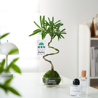 【放青松】造型罗汉松苔藓球