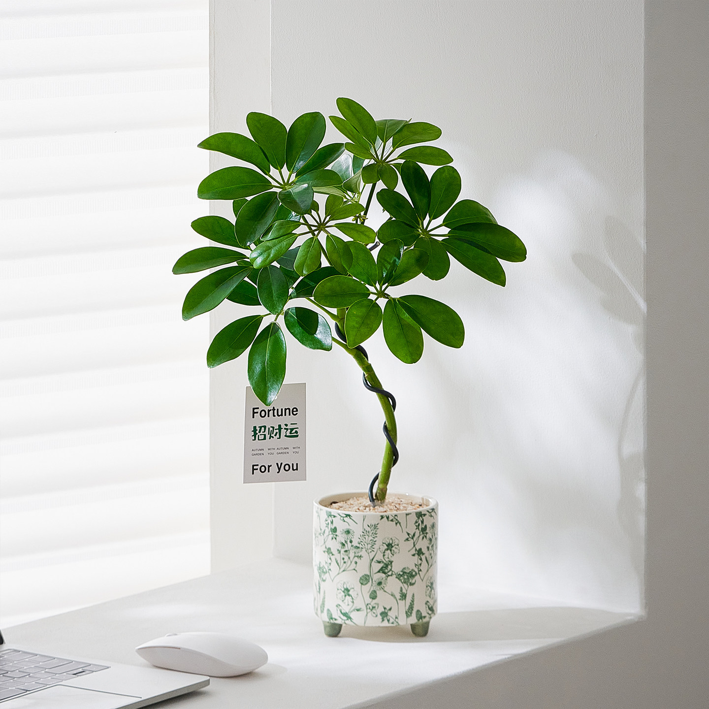 【八方来财】造型鸭脚木盆栽办公室内客厅植物懒人好养桌面摆件,鲜花速递/花卉仿真/绿植园艺,绿植,淘宝优惠券,粉丝福利购,淘宝优惠卷