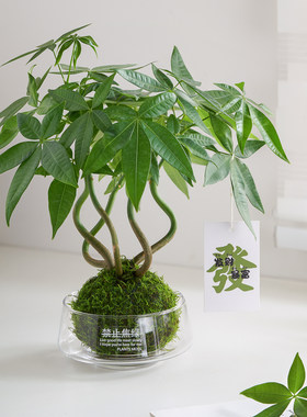 【禁止焦虑】发财树苔藓球招财