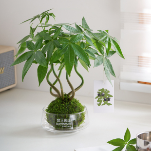 奇趣发财树苔藓球水培植物办公室内客厅招财绿植好养耐活造型摆件