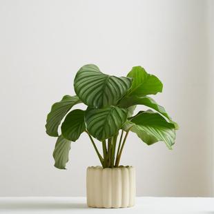 青苹果竹芋北欧ins风绿植网红好养植物办公室情绪解压盆栽摆件