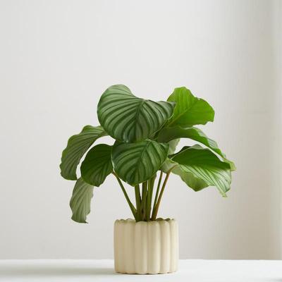 青苹果竹芋北欧ins风办公室