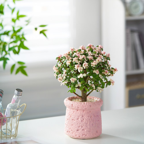 【清新淡雅】老桩棒棒糖金枝玉叶