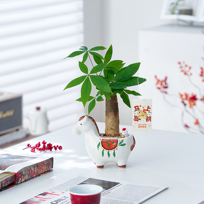 【马上发财】发财树年宵花富贵竹