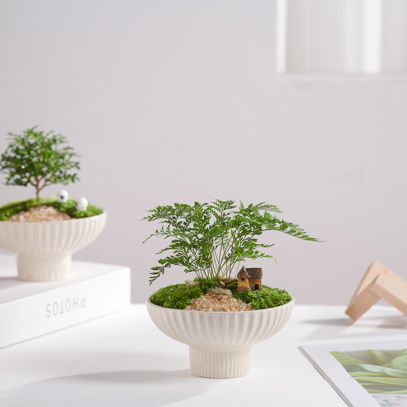 活苔藓微型景观室内桌面生态绿植创意盆栽盆景懒人好养植物狼尾蕨