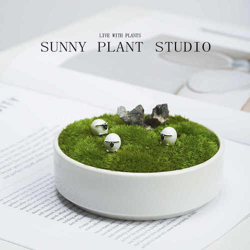 私人草坪苔藓微景观创意礼物送礼