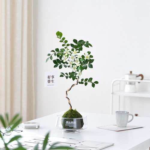 【禁止焦绿】造型九里香苔藓球
