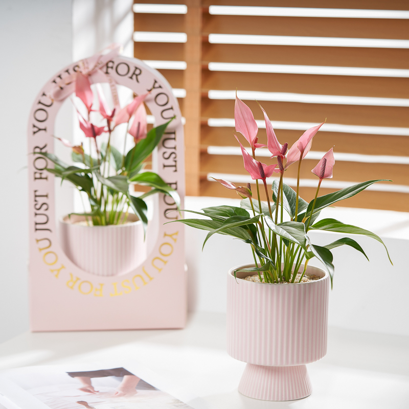 粉掌莉莉办公室内花卉盆栽