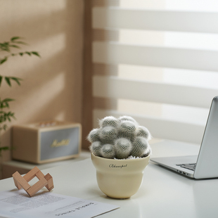 可爱毛茸茸白小町仙人球盆栽室内多肉植物办公室桌面耐旱绿植好养