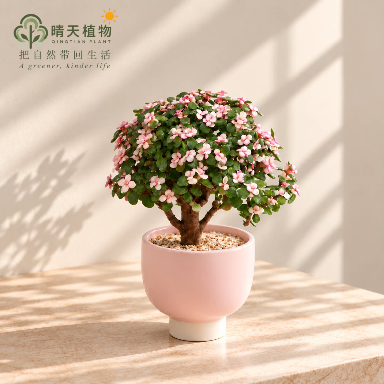 金枝玉叶造型多肉盆景 办公室客厅阳台桌面小绿植花卉懒人好养图片