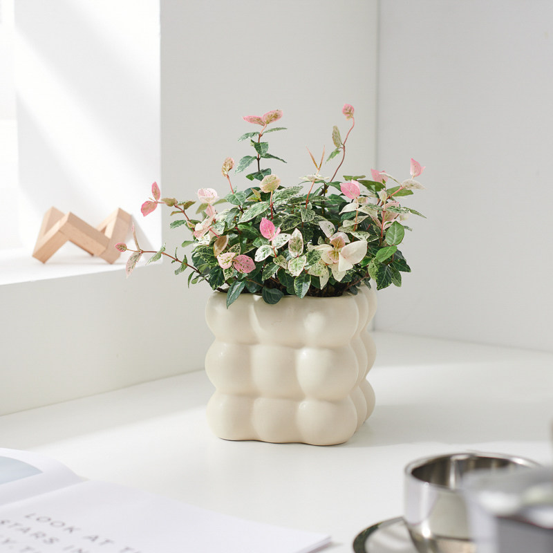 花叶络石盆栽爬藤绿植五彩花卉吊兰好养四季阳台常春藤物庭院垂吊,鲜花速递/花卉仿真/绿植园艺,绿植,淘宝优惠券,粉丝福利购,淘宝优惠卷