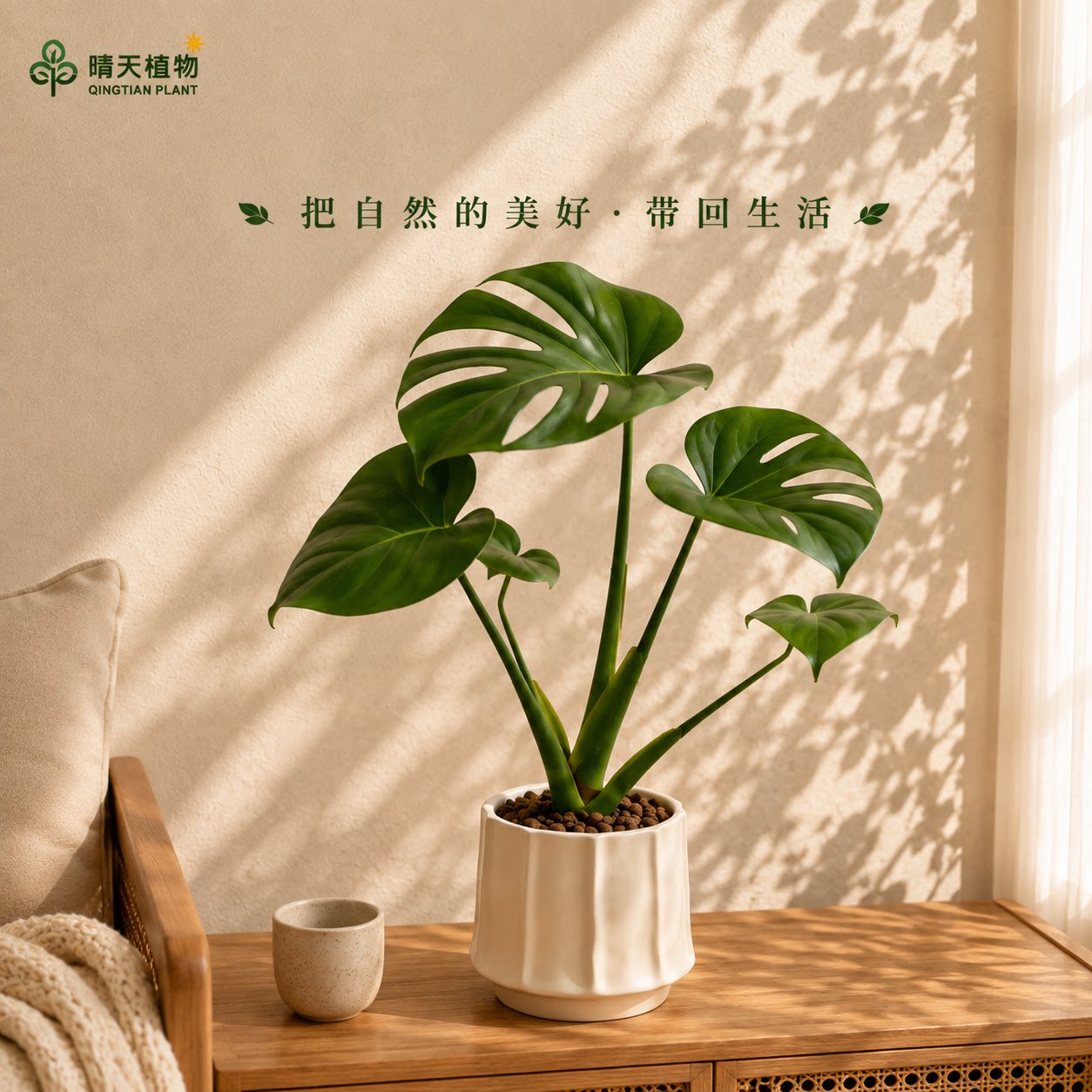 龟背竹盆栽好养活绿植客厅办公室内书房观叶植物高级感净化空气图片