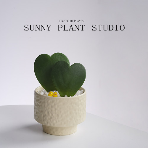 心心相印一片心创意礼物好养盆栽