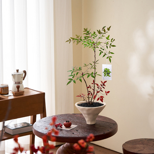 火焰丛林南天竹中古侘寂风年宵花办公室内客厅玄关好养绿植摆件
