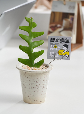 【禁止摸鱼】鱼骨令箭万重山盆栽办公室内外桌面可爱创意多肉植物