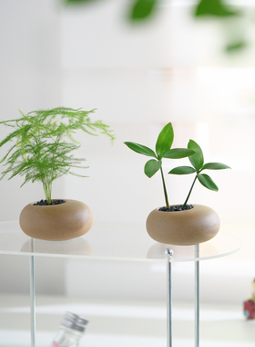 文竹竹柏盆栽迷你创意绿植拇指工位常青绿植办公室内客厅桌面摆件