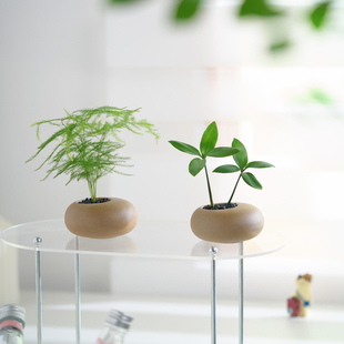 文竹竹柏盆栽迷你创意绿植拇指工位常青绿植办公室内客厅桌面摆件