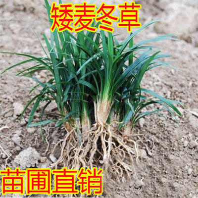 玉龙草苗耐寒耐践踏四季碧绿别墅庭院草坪按斤日本矮麦冬草|msdalam kategori penghantaran bunga/bunga simulasi/tumbuhan berkebun, 花园植物/行道树/果树, 宿根/地被植物 - dari Buy2taobao.com untuk memberikan perkhidmatan ejen Taobao profesional membeli