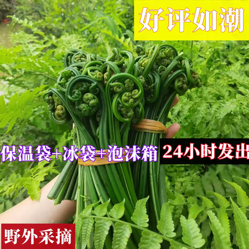 新鲜水蕨菜江西水蕨菜拳头菜蕨菜降脂菜野菜猫抓菜龙头菜水边野菜