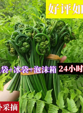新鲜水蕨菜江西水蕨菜拳头菜蕨菜降脂菜野菜猫抓菜龙头菜水边野菜