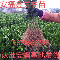 正宗纯甜多汁安福蚕子金兰柚井冈蜜柚新鲜水果包邮江西名柚金沙柚