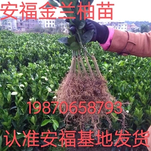 正宗纯甜多汁安福蚕子金兰柚井冈蜜柚新鲜水果包邮江西名柚金沙柚