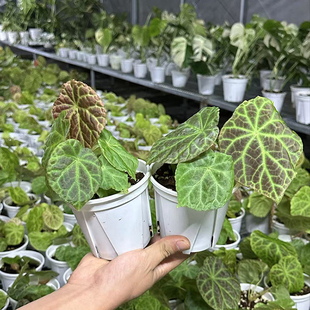 福玉秋海棠圆形叶可爱开花ins风绿植盆栽小众室内植物网红观赏