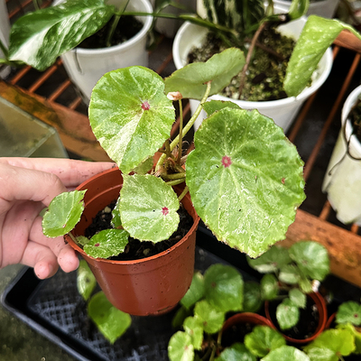 胭脂锦秋海棠begoniabrigade