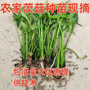 湖北水生植物慈姑苗种苗 茨菇苗 慈菇苗 茨菰苗 沼泽过滤池塘净化