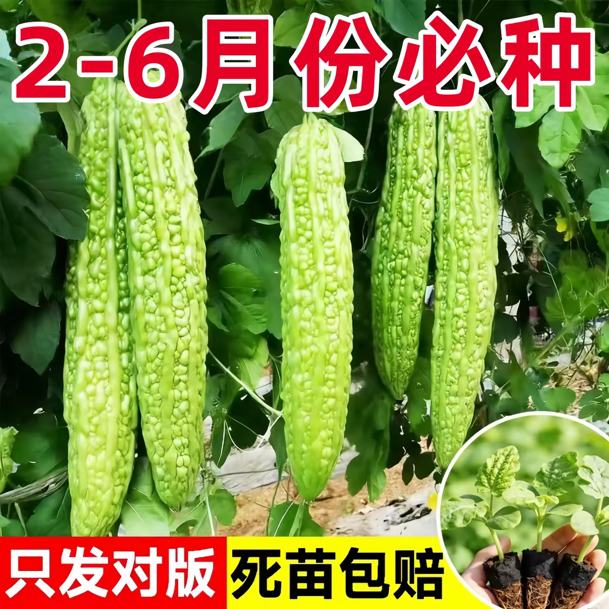 苦瓜苗翡翠长绿苦瓜白苦瓜秧苗带土高产四季庭院种植蔬菜种苗