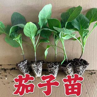 茄子苗杭茄苗紫长茄苗黑长茄苗青茄苗烧烤茄苗圆茄苗四季蔬菜苗