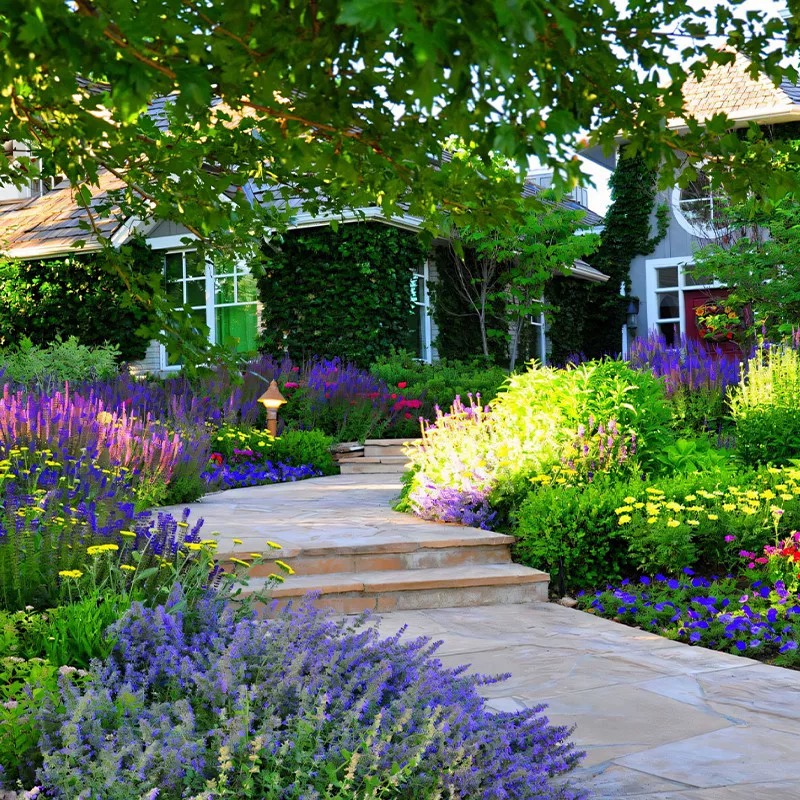蓝花林荫鼠尾草盆栽阳台庭院花镜植物搭配天蓝墨西哥萨利芳薰衣草