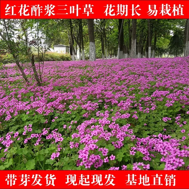 红花酢浆草种球紫叶草多年生花苗三叶草种子庭院盆栽地栽四季开花